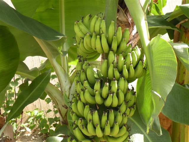 Fiche technique de production du bananier plantain – Batcha Online